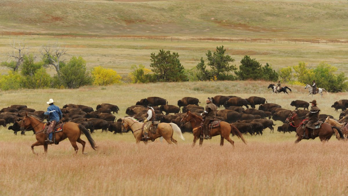 More than 45,000 applications for buffalo hunting in the USA