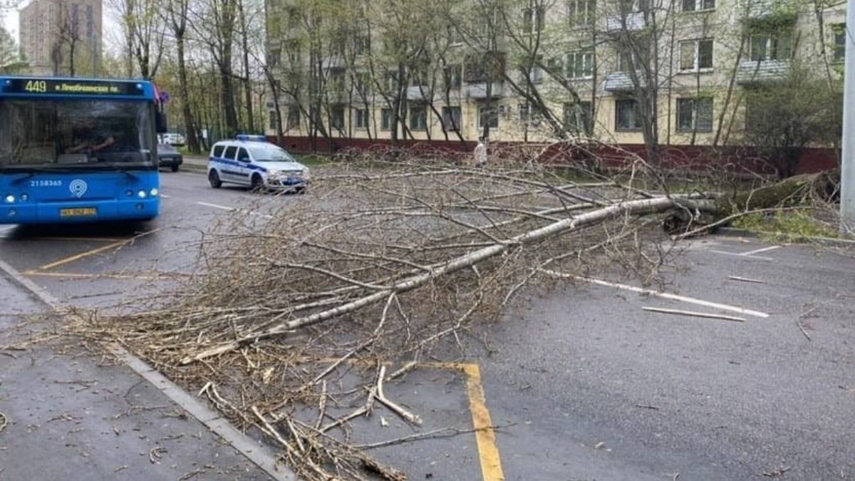 56 trees fell in strong winds in Russia