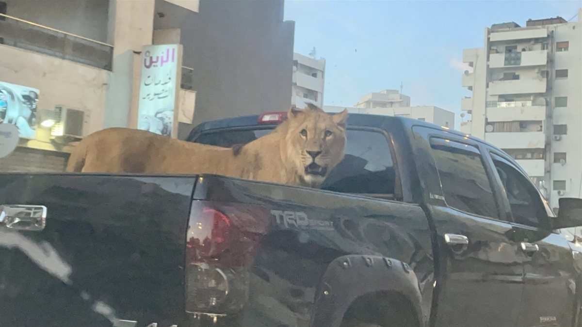 In Libya, they drove a lion in the case of the pickup truck