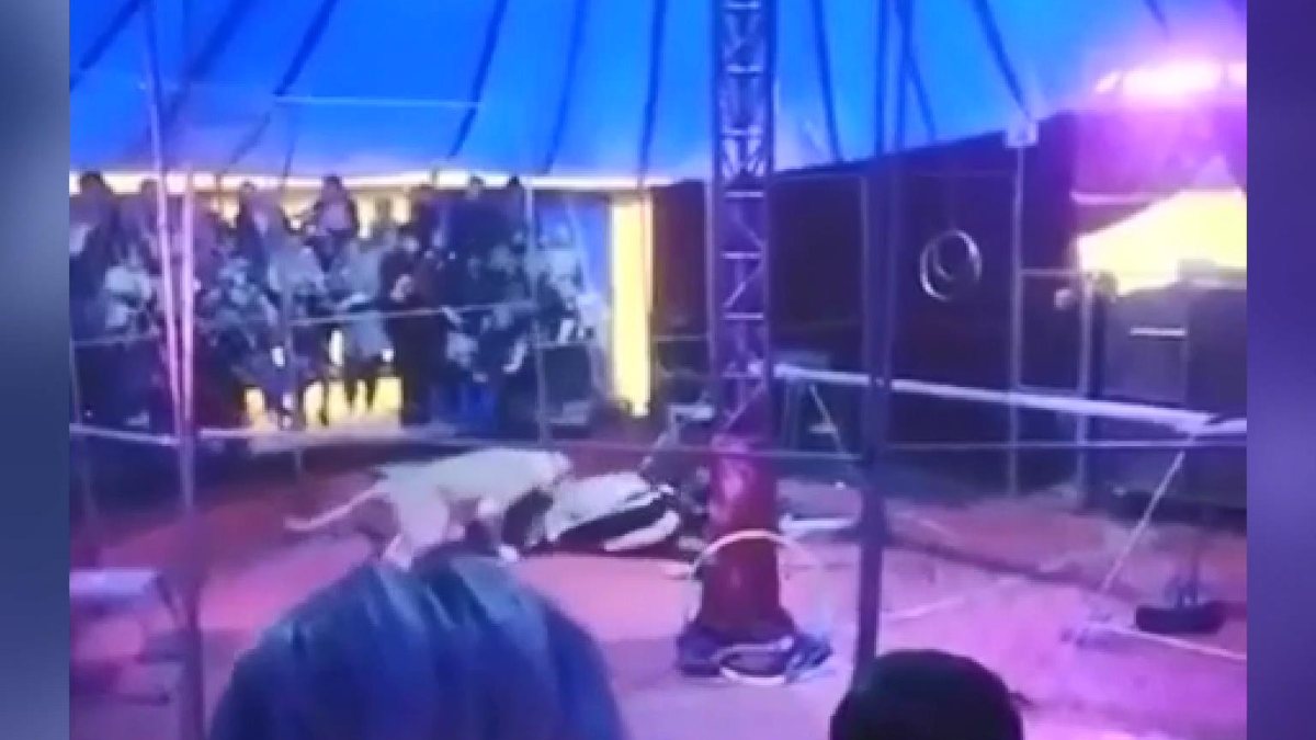 In Russia, the tiger attacked his trainer in the circus