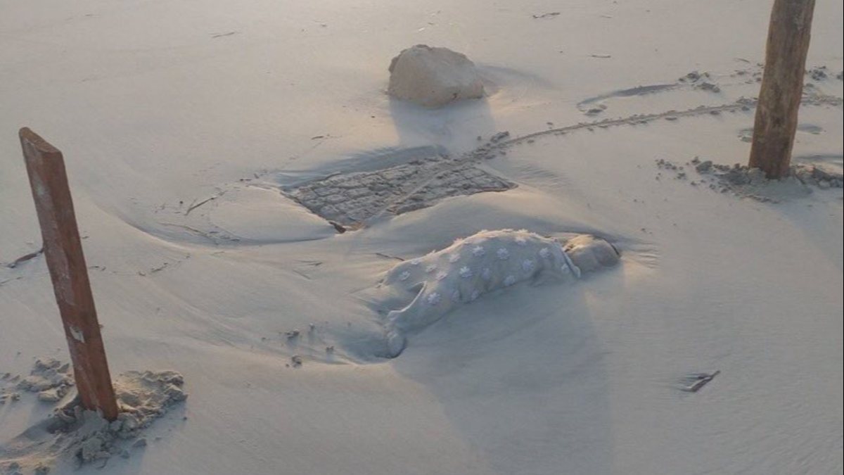 Dead bodies found on Libyan coast