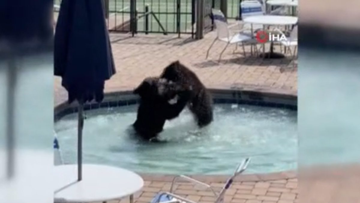 Bears raiding the pool party of young people in the USA enjoyed the water