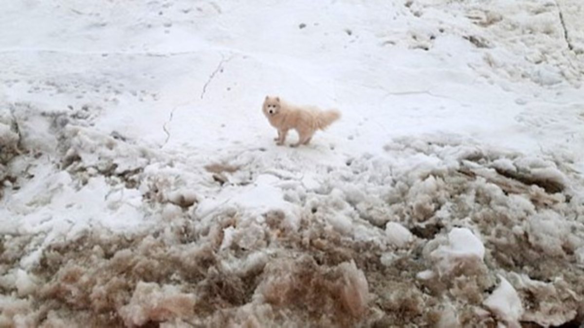 Russian icebreaker finds dog lost in Arctic
