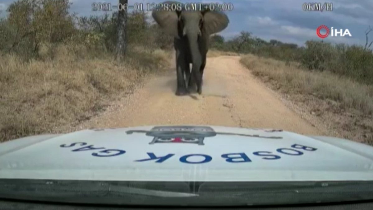 Elephant attacks car in South Africa