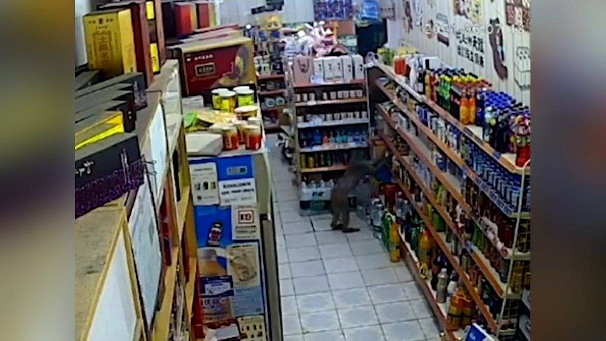 Monkey entering a shop in China steals liquor