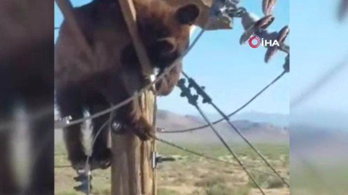 Bear stuck in electricity pole in USA