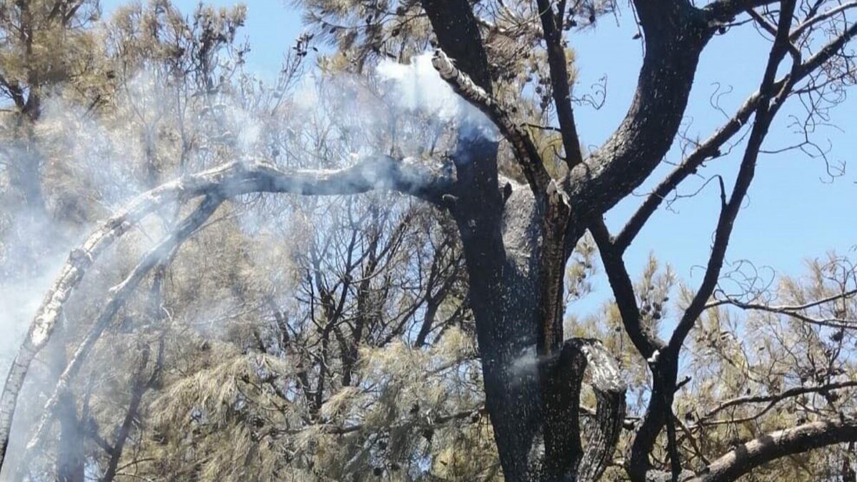 Datça'daki orman yangınında 1 hektarlık alan zarar gördü