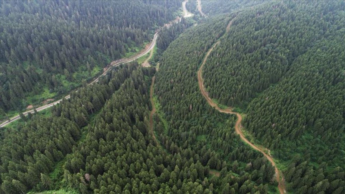 Giresun, Ordu ve Sivas’ta ormanlık alanlara girişler yasaklandı 