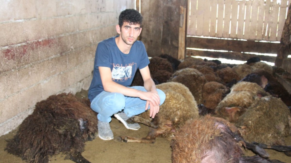 Erzurum'da 40 koyun telef oldu