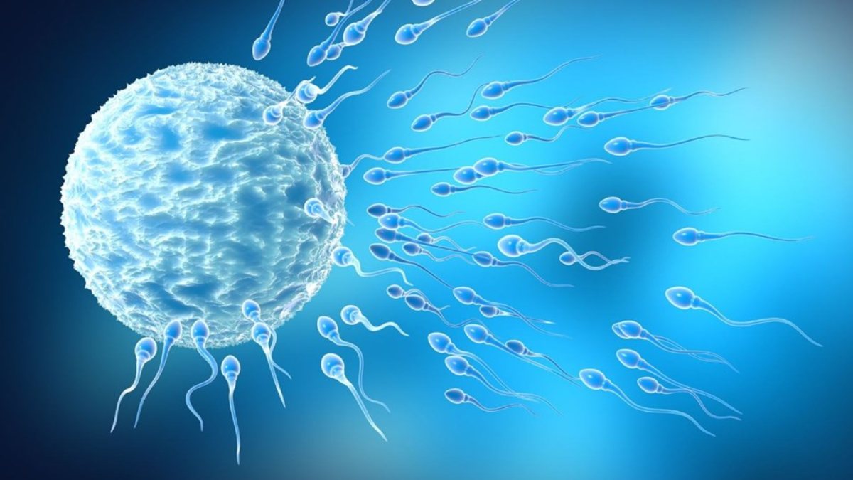 Uzmanlardan araştırma: Koronavirüs aşısı sperm sayısını artırıyor