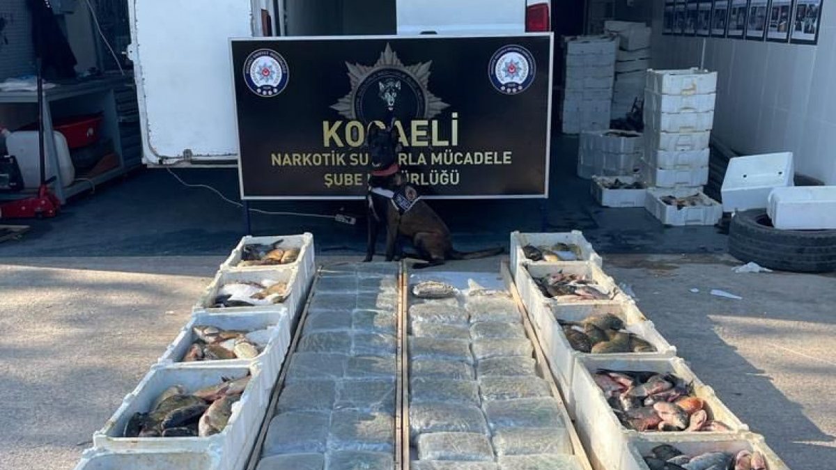 Kocaeli'de balık yüklü kamyonette 53 kilo skunk ele geçirildi