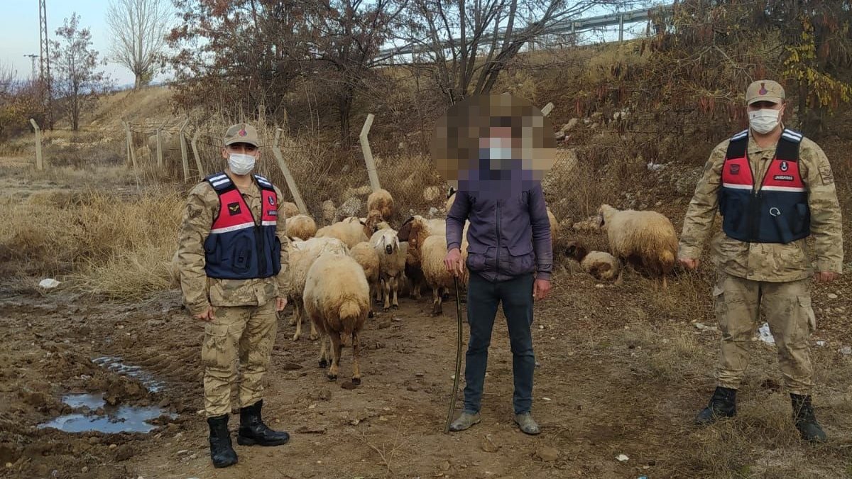 Malatya'da kaybolan 31 koyun, jandarma tarafından bulundu