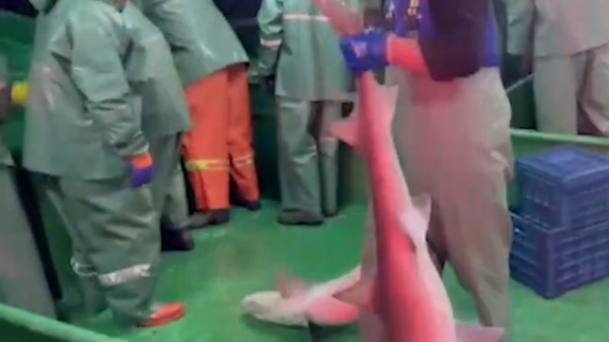Çanakkale'de ağlara takılan 2 köpek balığı, denize salındı