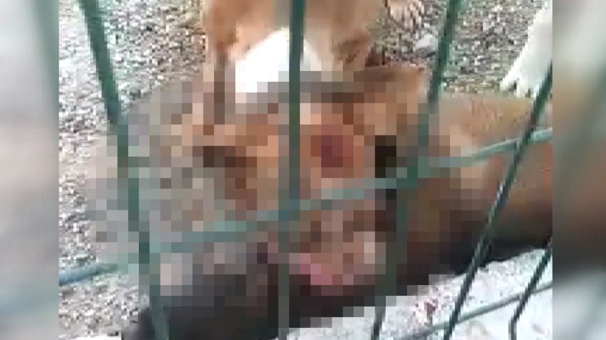 Adıyaman'da kafesi parçalayan pitbull başka bir köpeği boğarak öldürdü