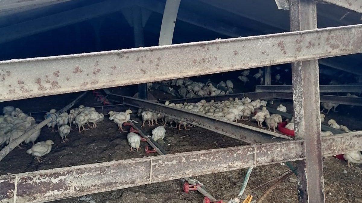 Sakarya'da çiftlik çatısı kara dayanamadı: 25 bin tavuk öldü