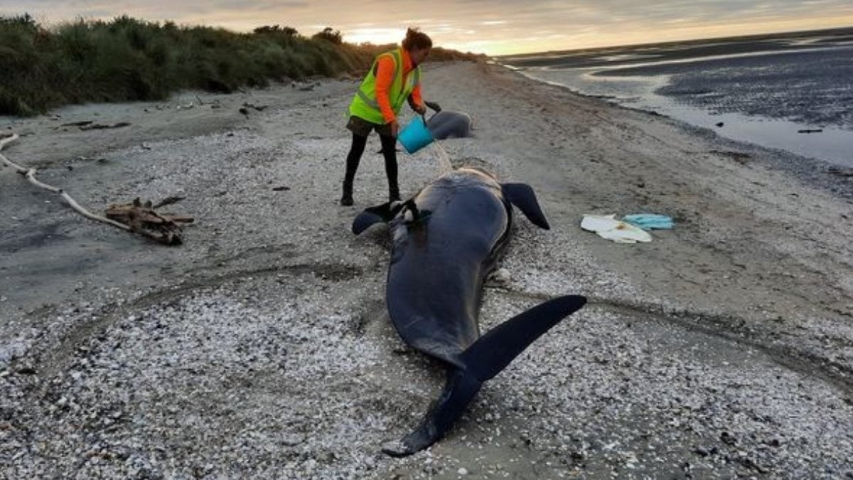 Whales stranded in New Zealand perish