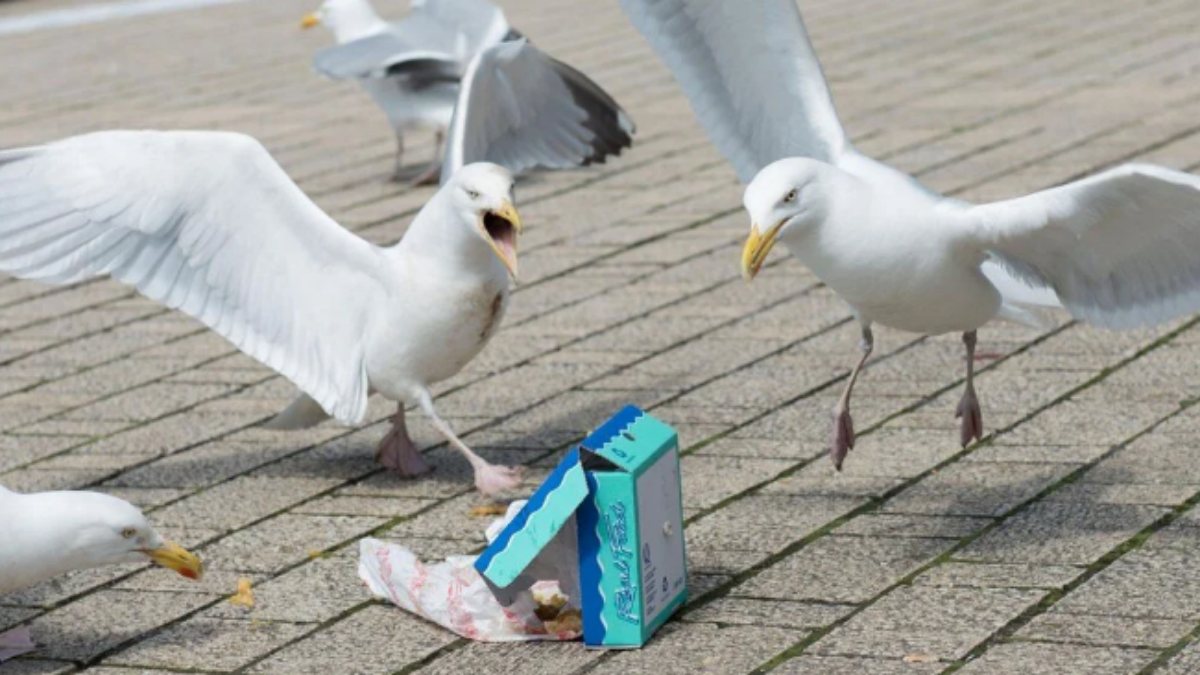 Water gun measure against seagulls in Venice