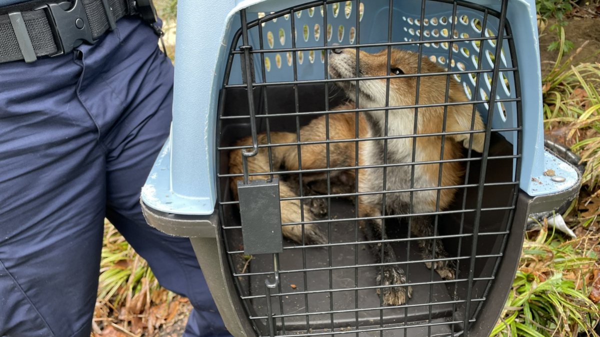 Rabid fox biting 9 people in the US Senate put to sleep