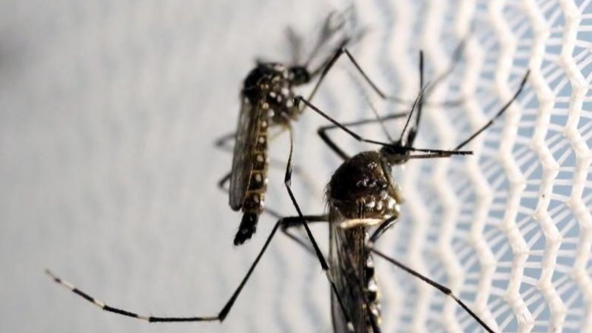 Zika virus warning from scientists