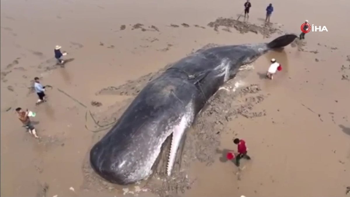 Rescue operation for 60 ton whale in China