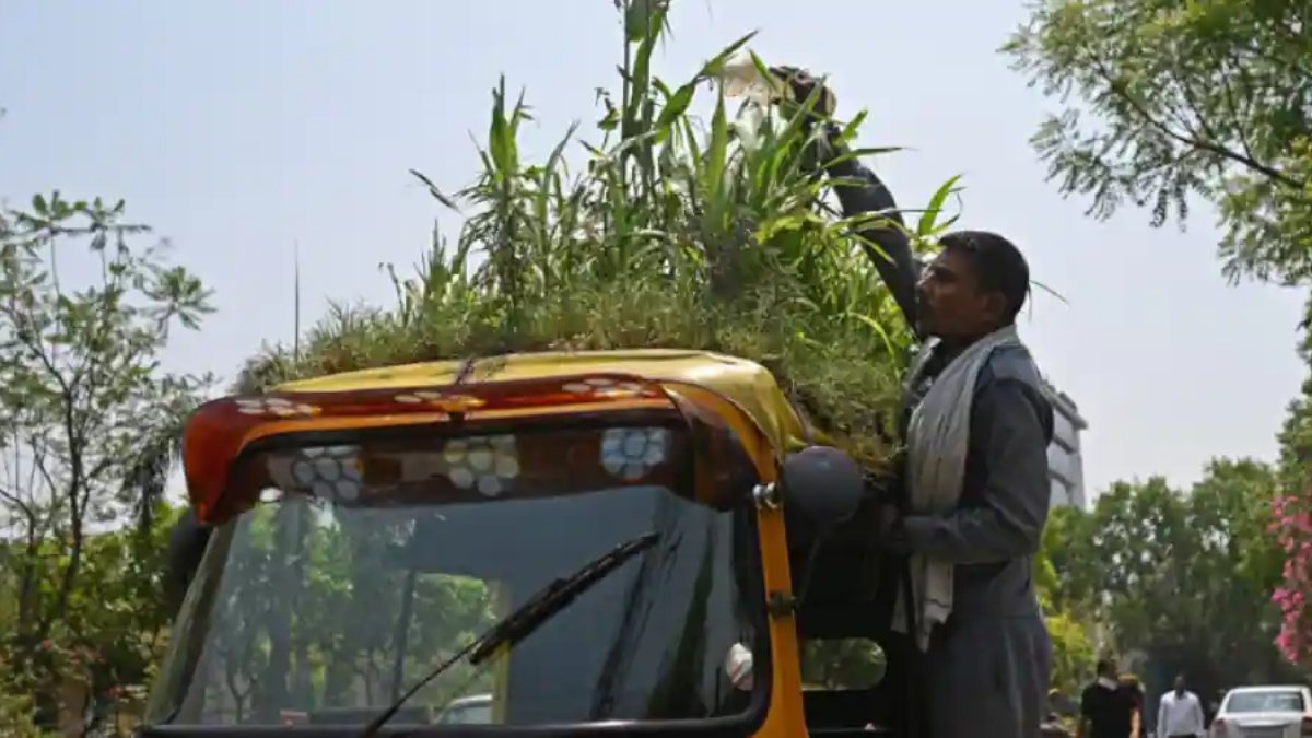 The Indian driver’s car with a garden draws attention