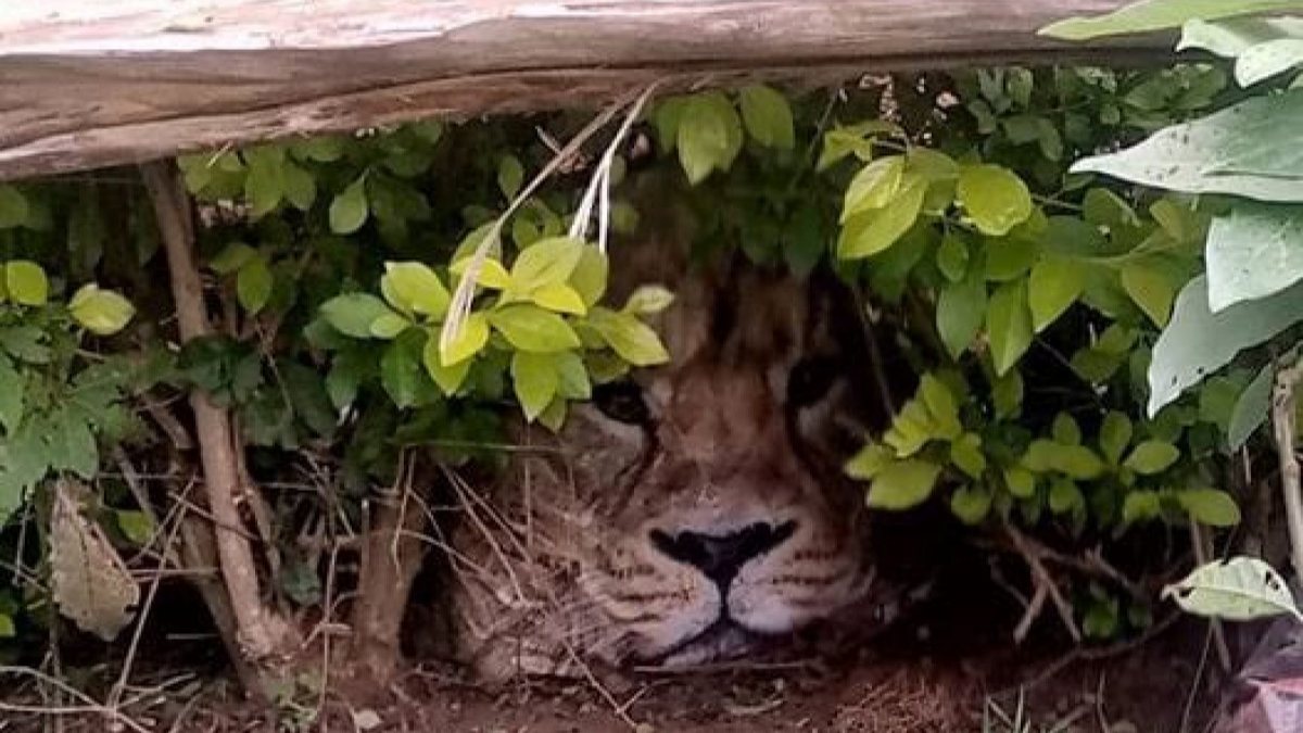 Officials who went to report a lion in Kenya encountered the bag