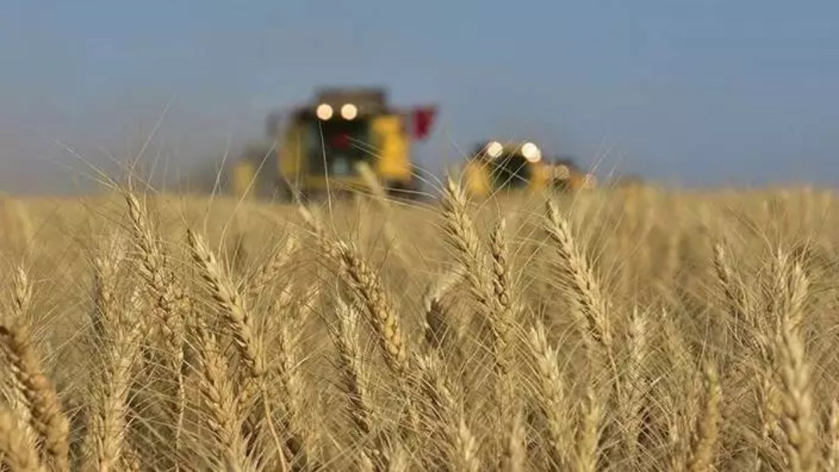 Grain crisis in the world