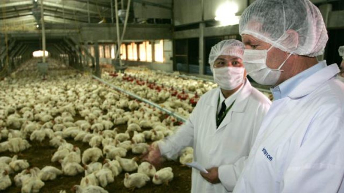 Bird flu in Canada: 1.7 million poultry culled