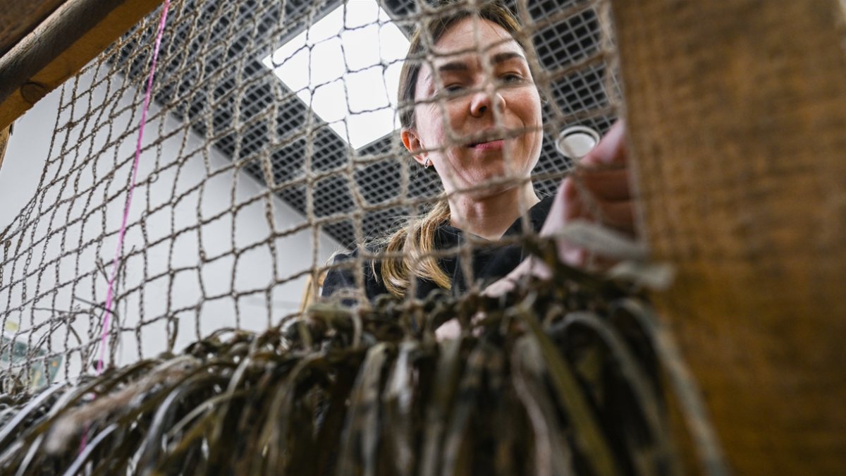 Volunteers in Ukraine weave camouflage nets
