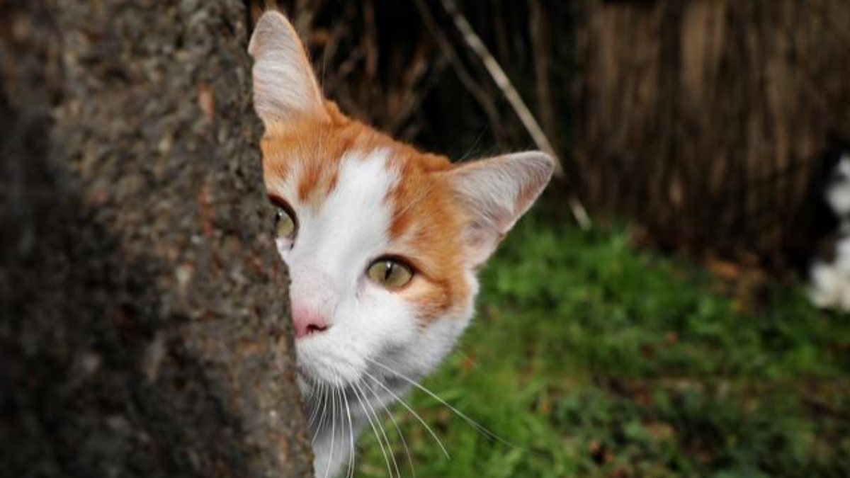 German town bans cats from going outside