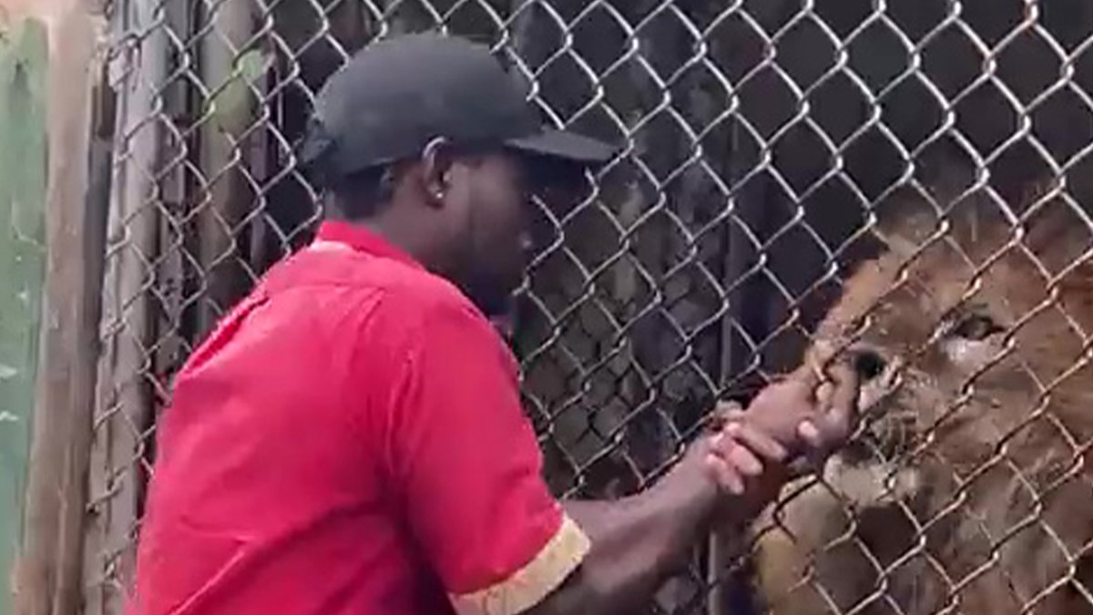 In Jamaica, a lion snatched his keeper’s finger