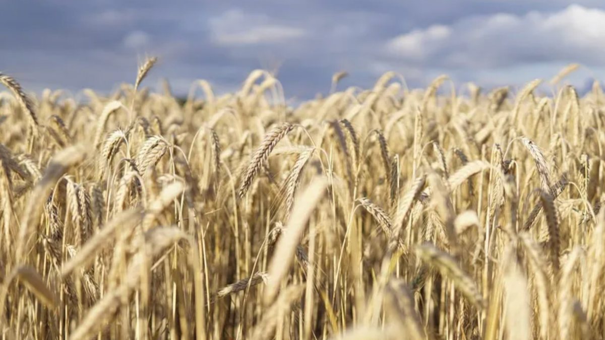 Buğday üreticileri kilogram başına 8 lira 50 kuruş bekliyor