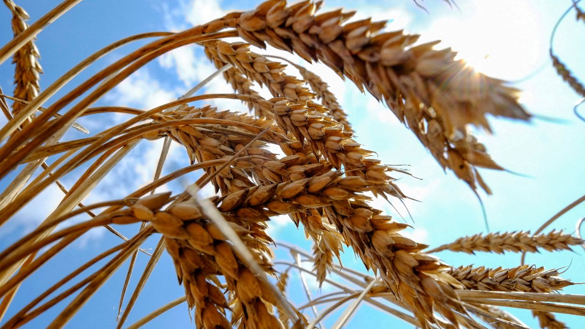 Ukraine is looking for ways to export grain