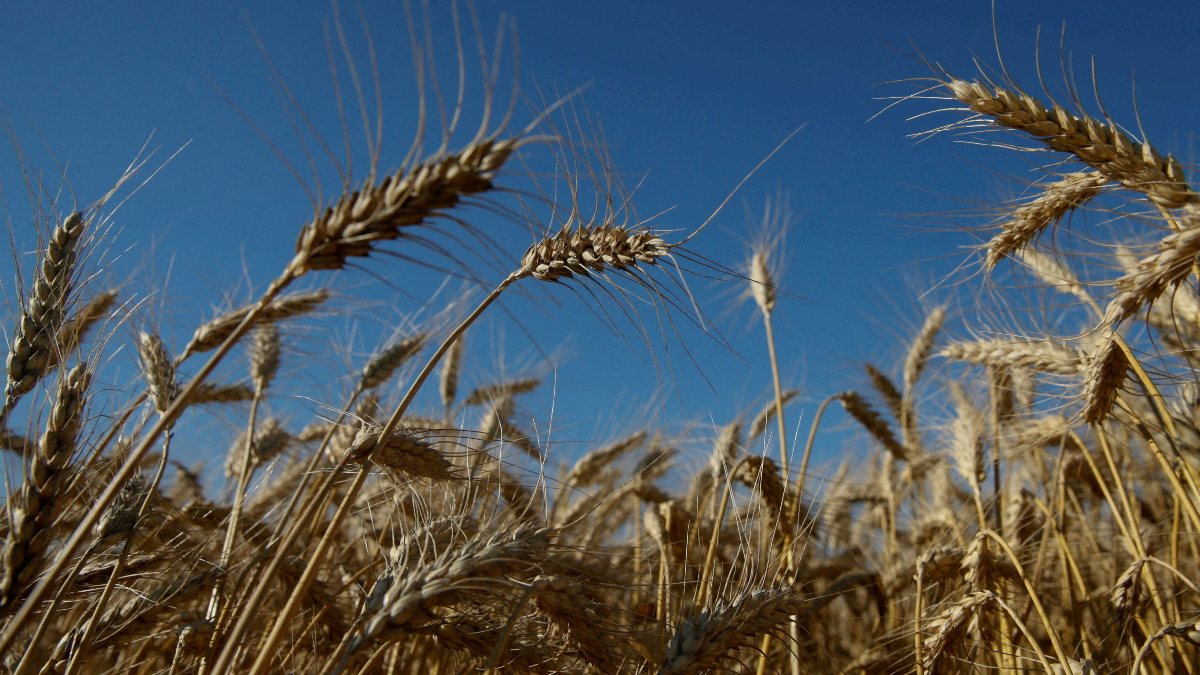 Grain exports from Ukraine’s Kherson city to Russia started