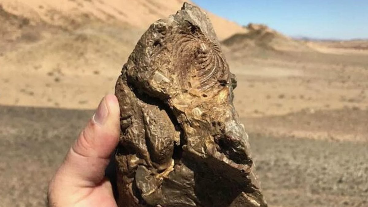 80-million-year-old sea creature fossil found in Saudi Arabia