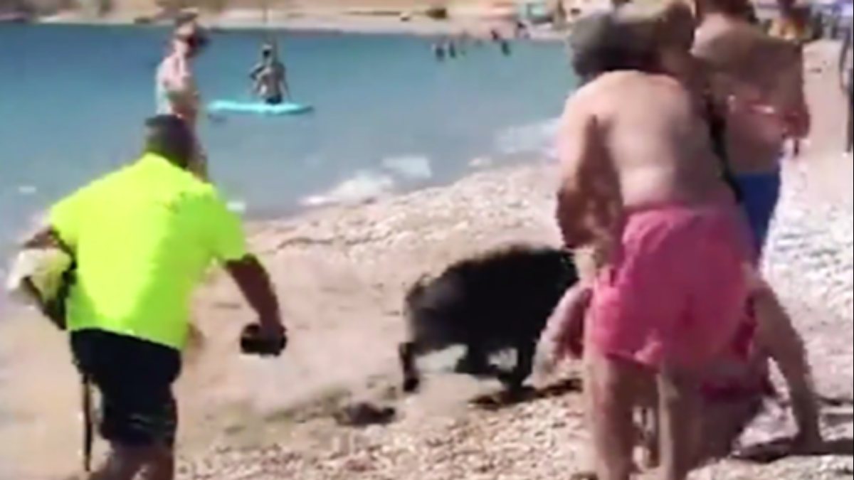Wild boar panic on the coast of Spain