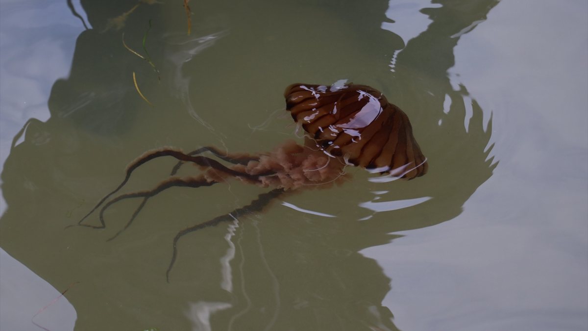 Yalova'da zehirli pusula denizanası sinyali