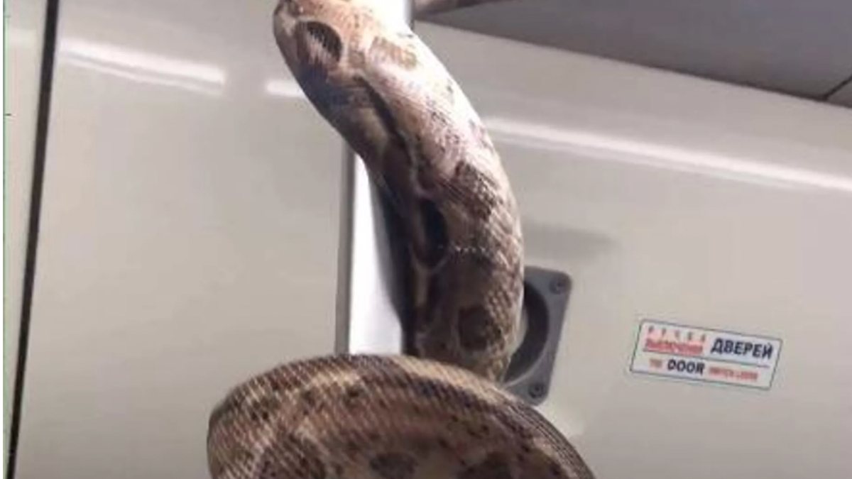 The python carried in the subway in Russia scared the passengers