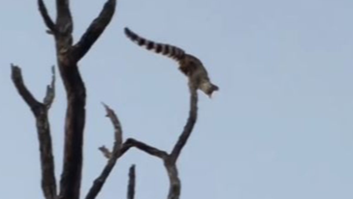 The moment of the genet cat jumping from the tree running away from the leopard