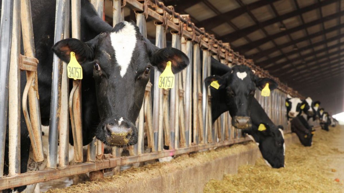 Discussing changing cows’ diets to counter emissions