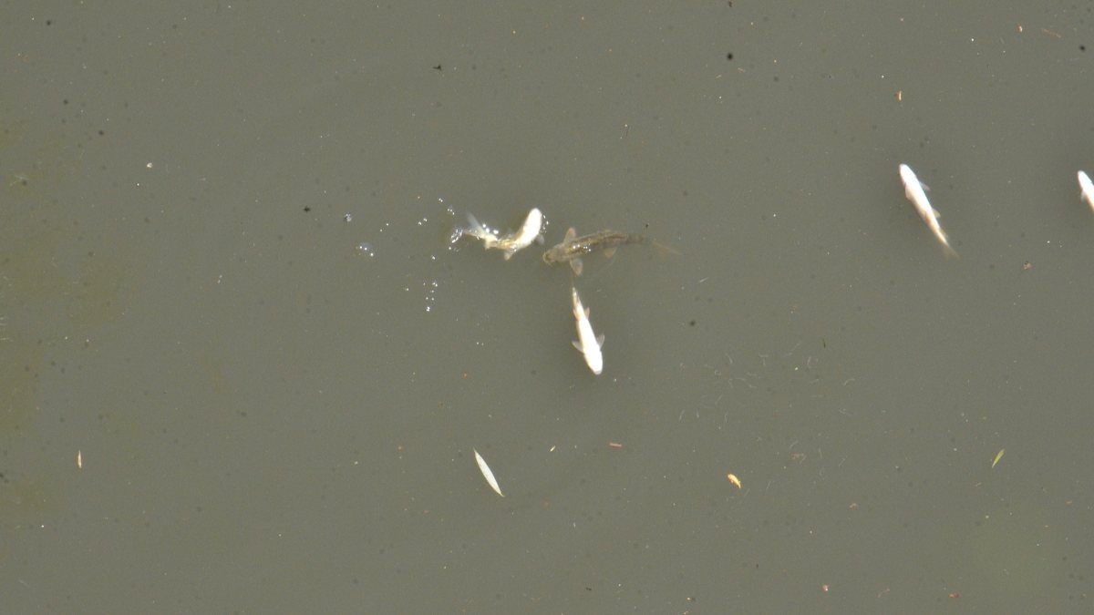 Waste problem in Ceyhan River: Fish perished