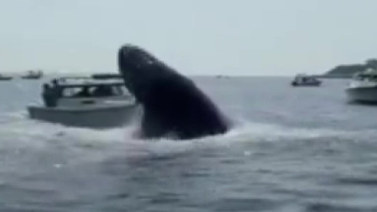 Humpback whale attacks boat