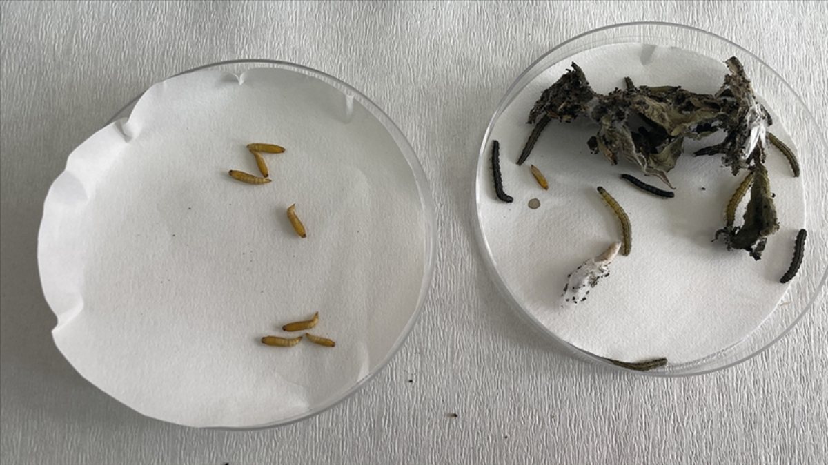 Çayır tırtılı istilalarına karşı uzmanından açıklama: Paniğe gerek yok