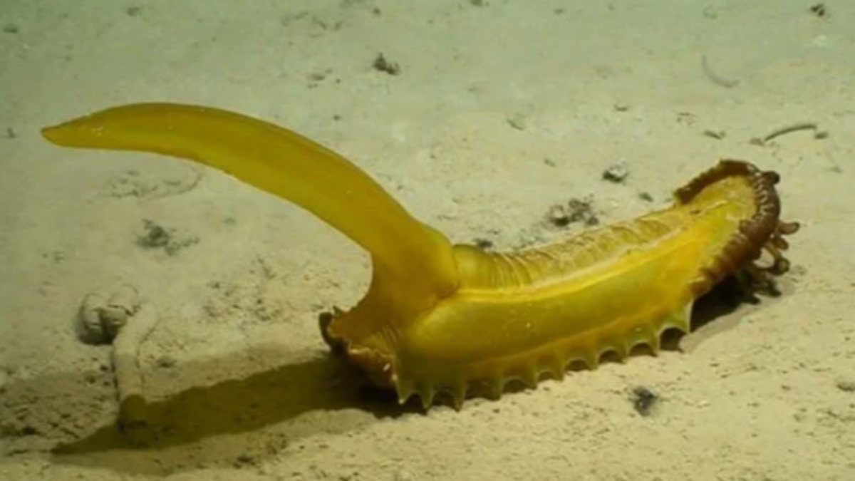 30 new animal species discovered in the Pacific Ocean