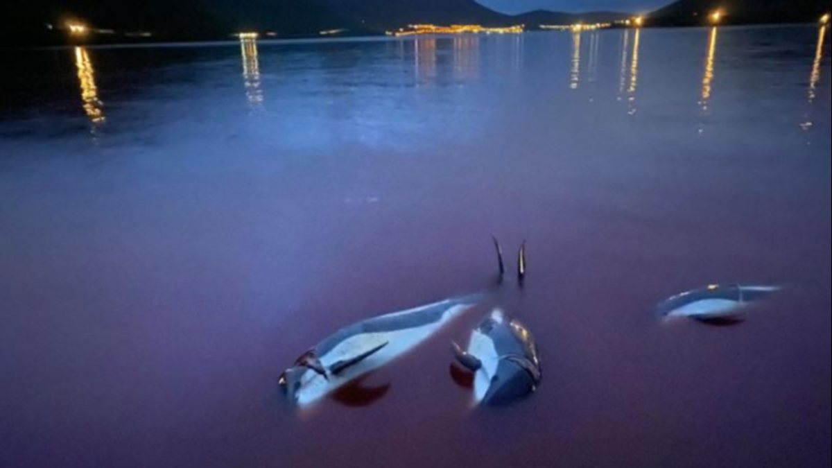 100 bottlenose dolphins slaughtered as tradition in Faroe Islands