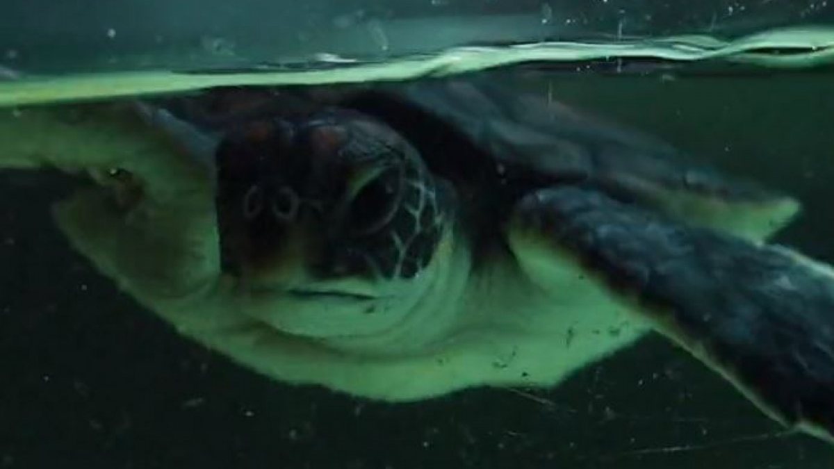 Only plastic was found in the stomach of a turtle rescued in Australia