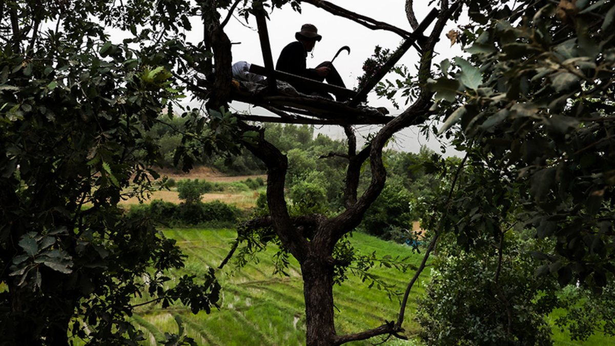 Çukurca'da çiftçilerin ağaç üzerinde yaban domuzu nöbeti