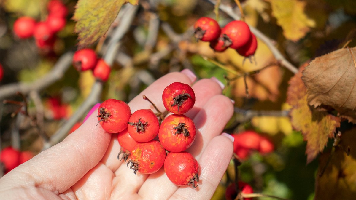 Kalp dostu alıç meyvesinin faydaları nelerdir?