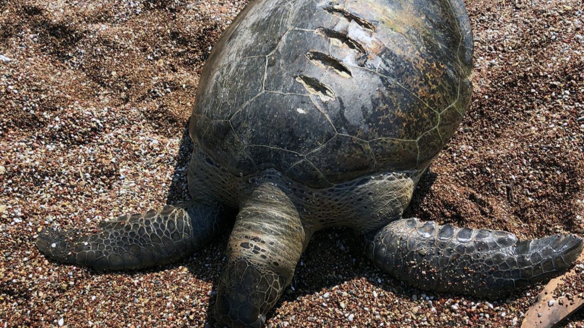 Muğla'da ölü caretta caretta kıyıya vurdu