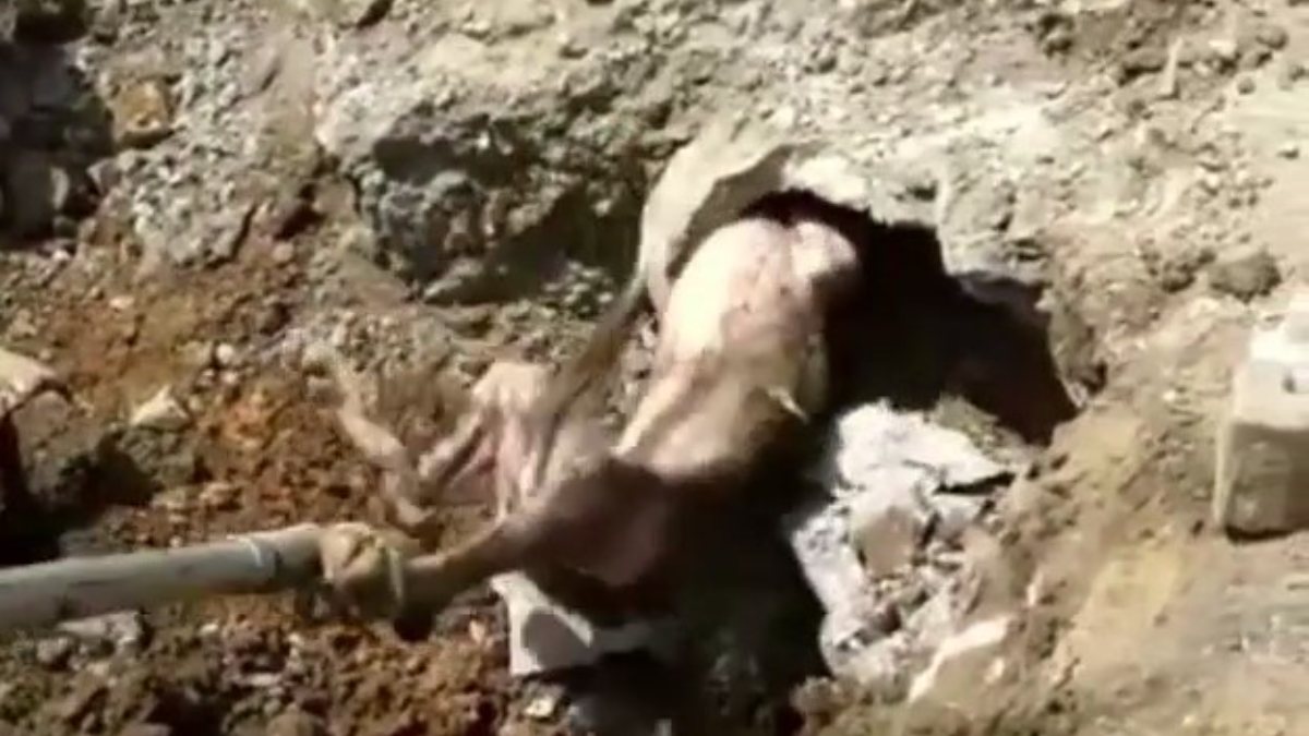 Denizli'de kanalizasyondaki köpek ölmek üzereyken kurtarıldı